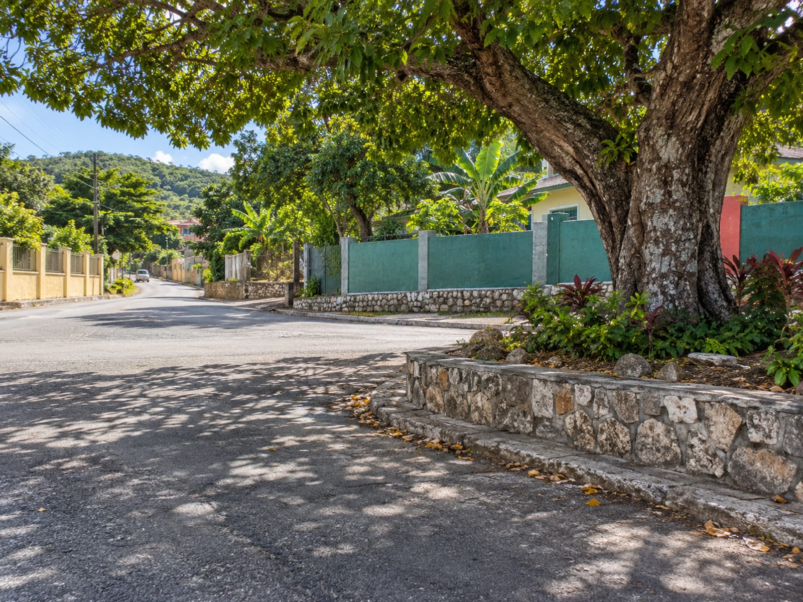 Large shade tree at a quiet crossroads in front of a painted concrete wall