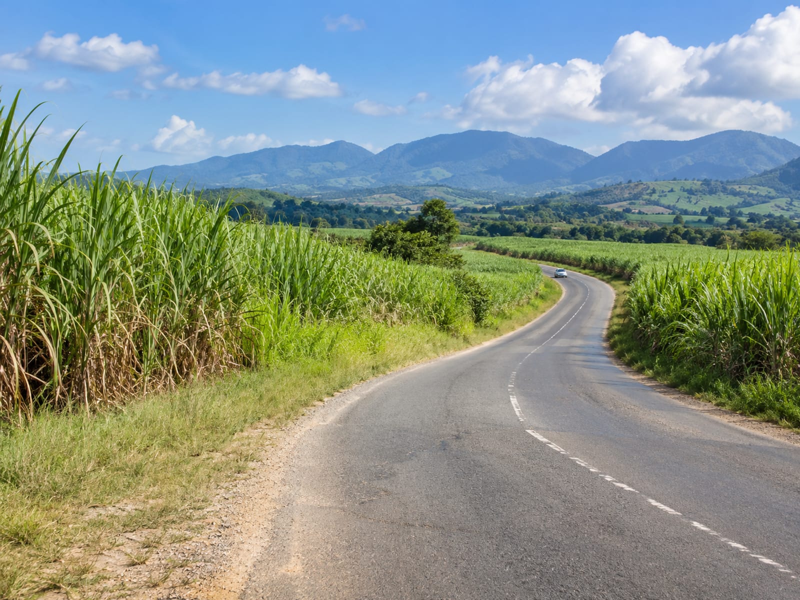 Winding country road through sugar cane fields toward blue hills, with a tiny vehicle far along it