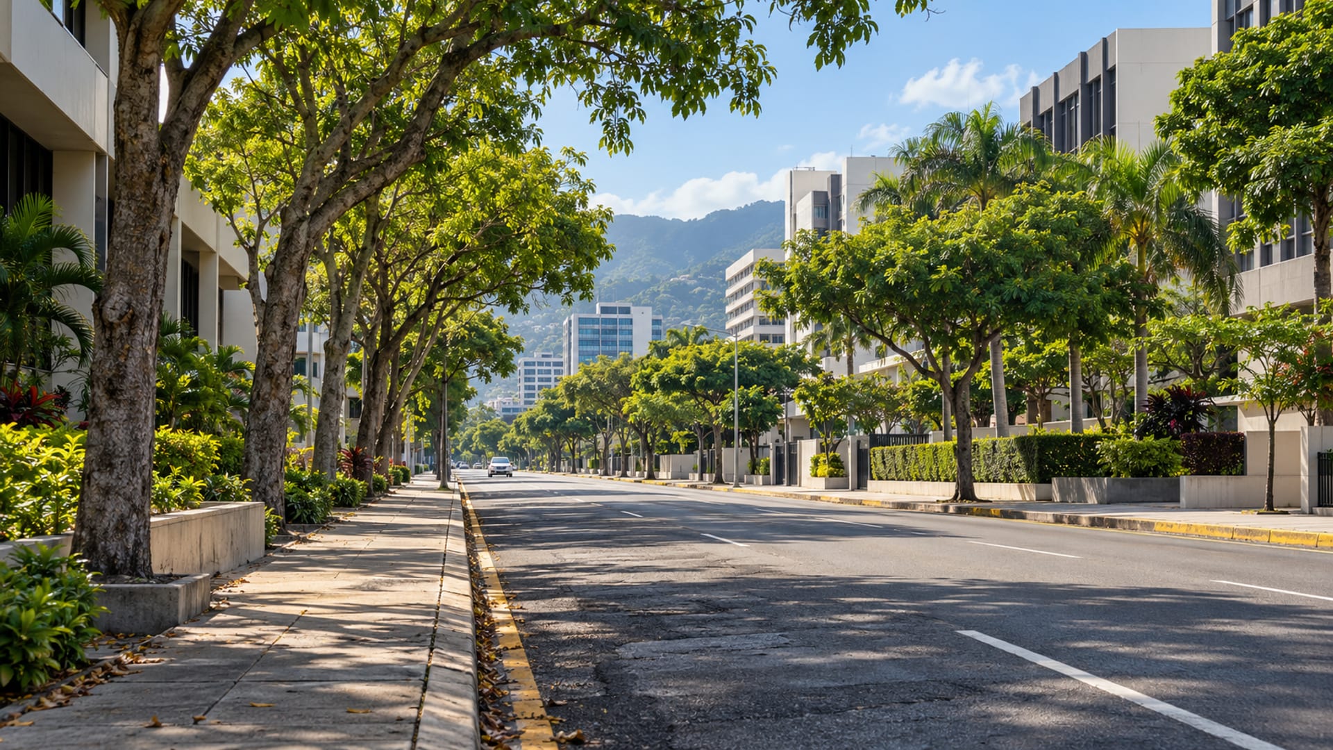 Quiet tree lined business street in Kingston in morning light with plain mid rise buildings