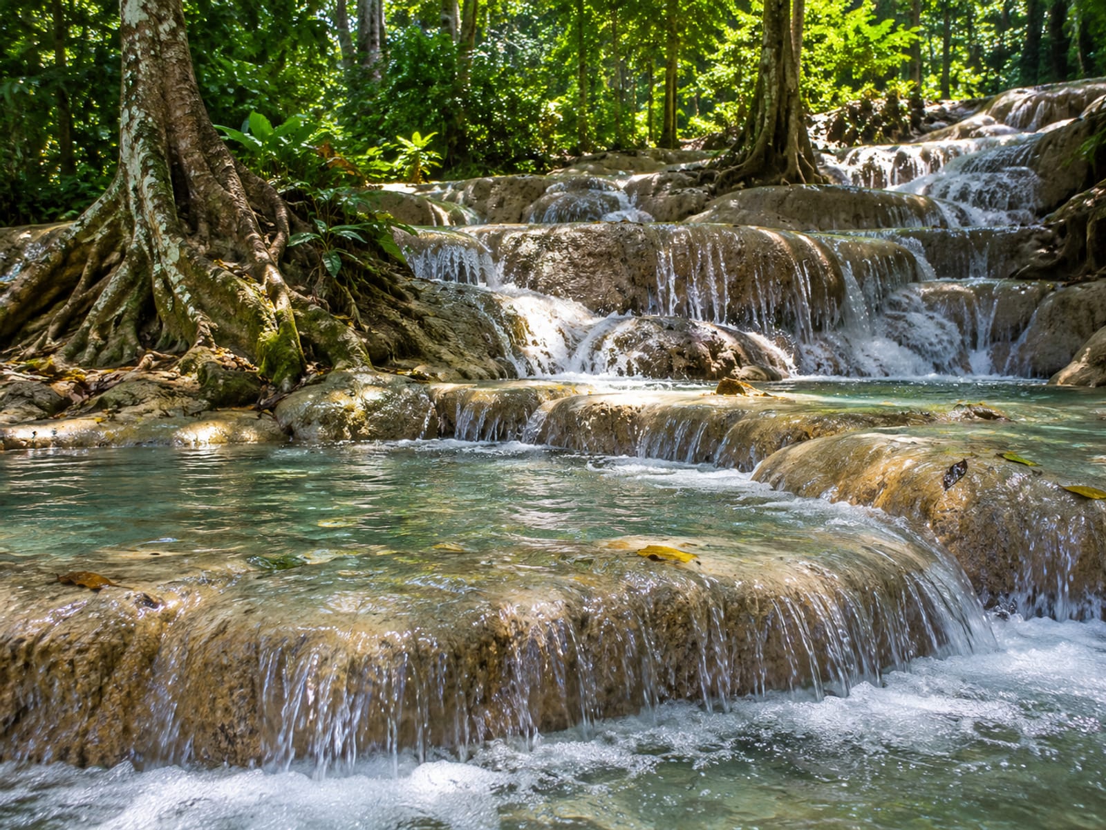 Stepped limestone terraces with water spilling between shallow pools and tree roots in a forest