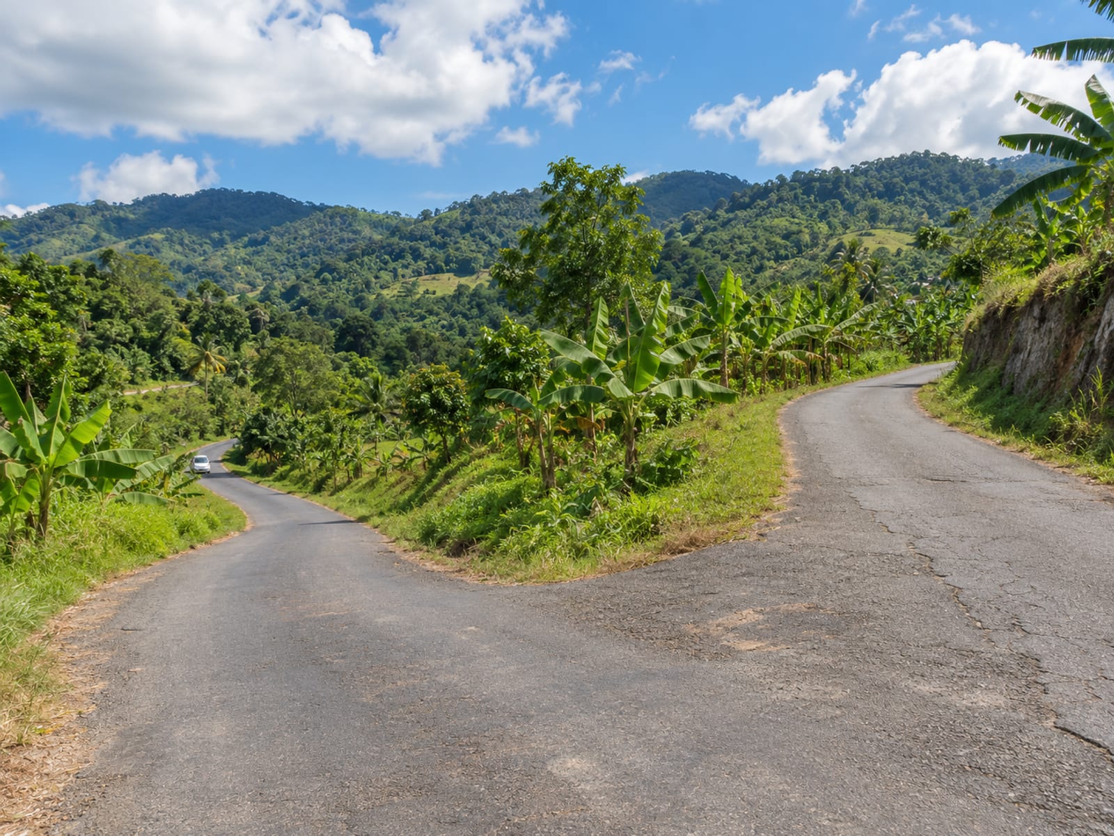 Quiet rural road forking in two directions between green hills and banana plants with nothing posted