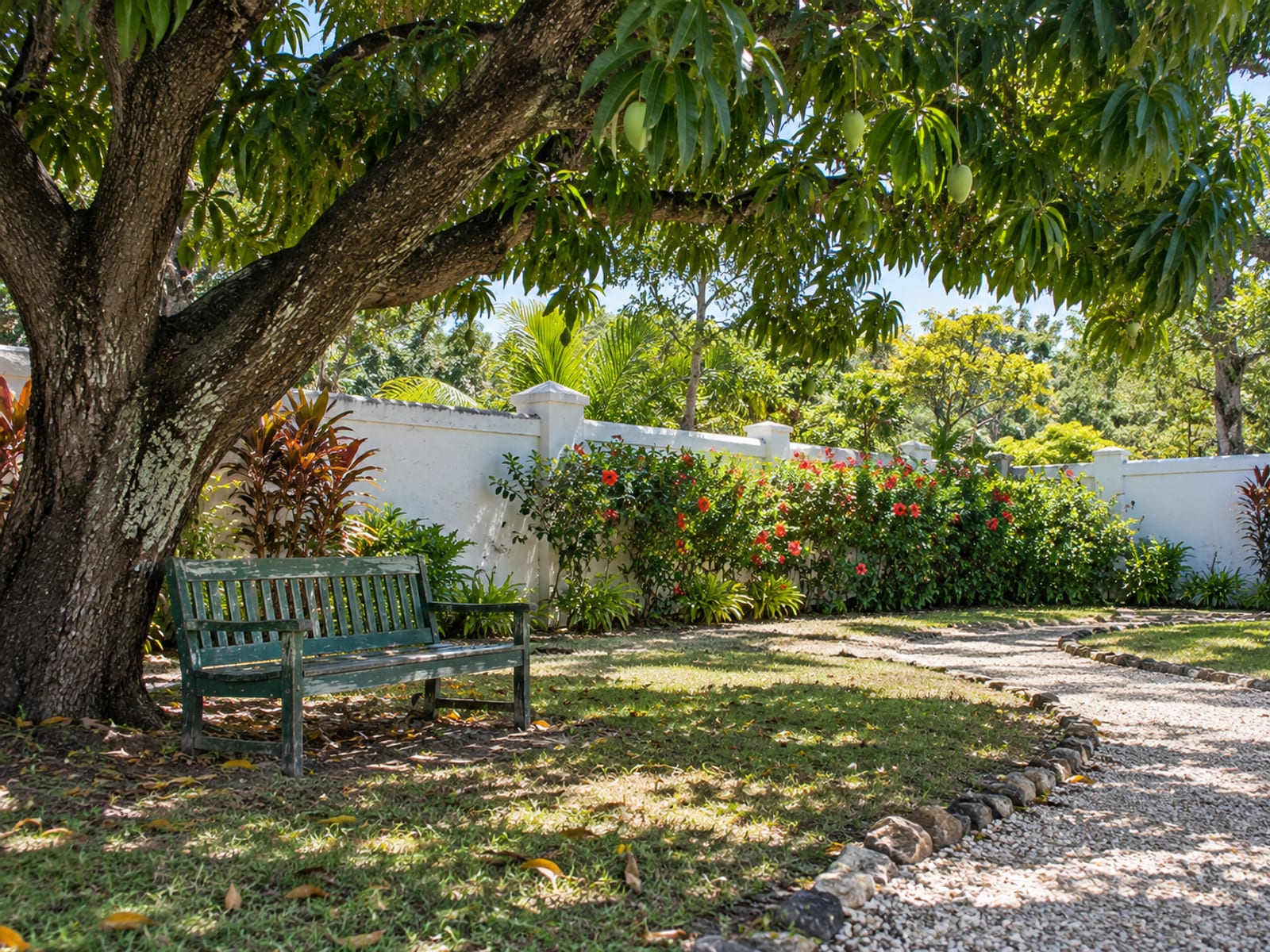 Wide shaded lawn with an old mango tree, a plain wooden bench and a low white painted wall, empty in mid morning.