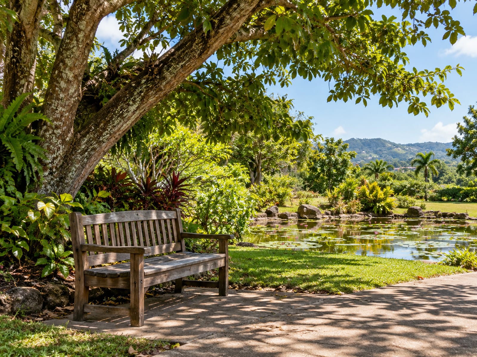 Empty wooden bench under a spreading tree beside a smooth path and a small lily pond