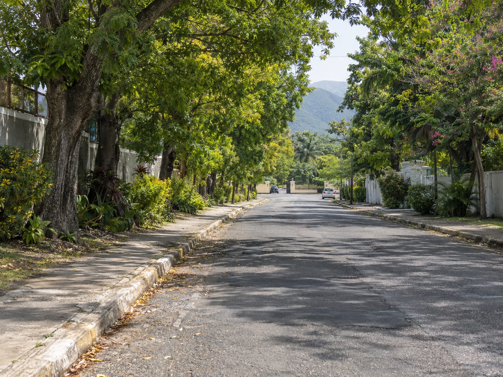 Wide tree-lined school access road in mid-morning with a few small distant cars and empty kerbs