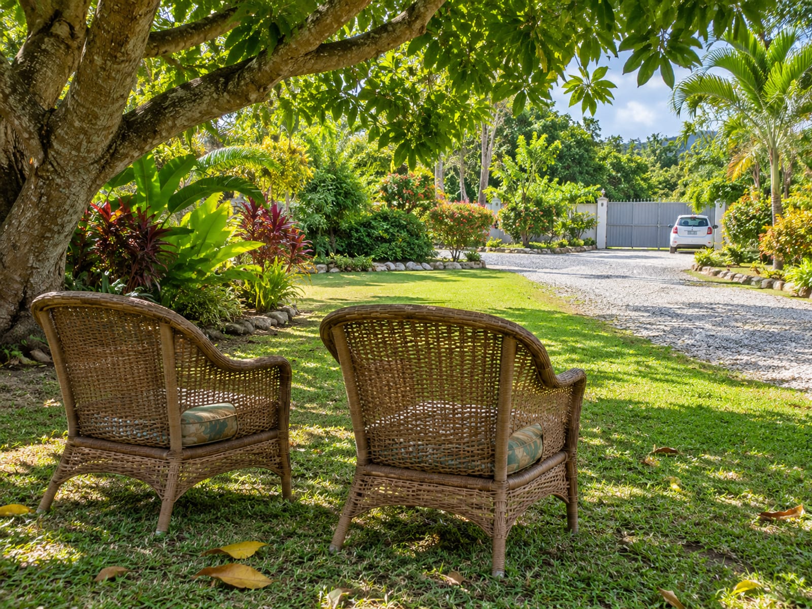 Two empty cane chairs under a shady tree on a lawn, with a gate and one small plain car far away at the end of the driveway.