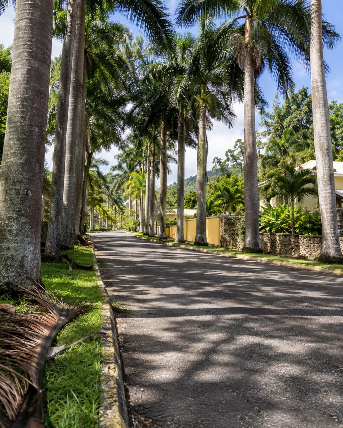 A shaded avenue of royal palms beside a quiet road
