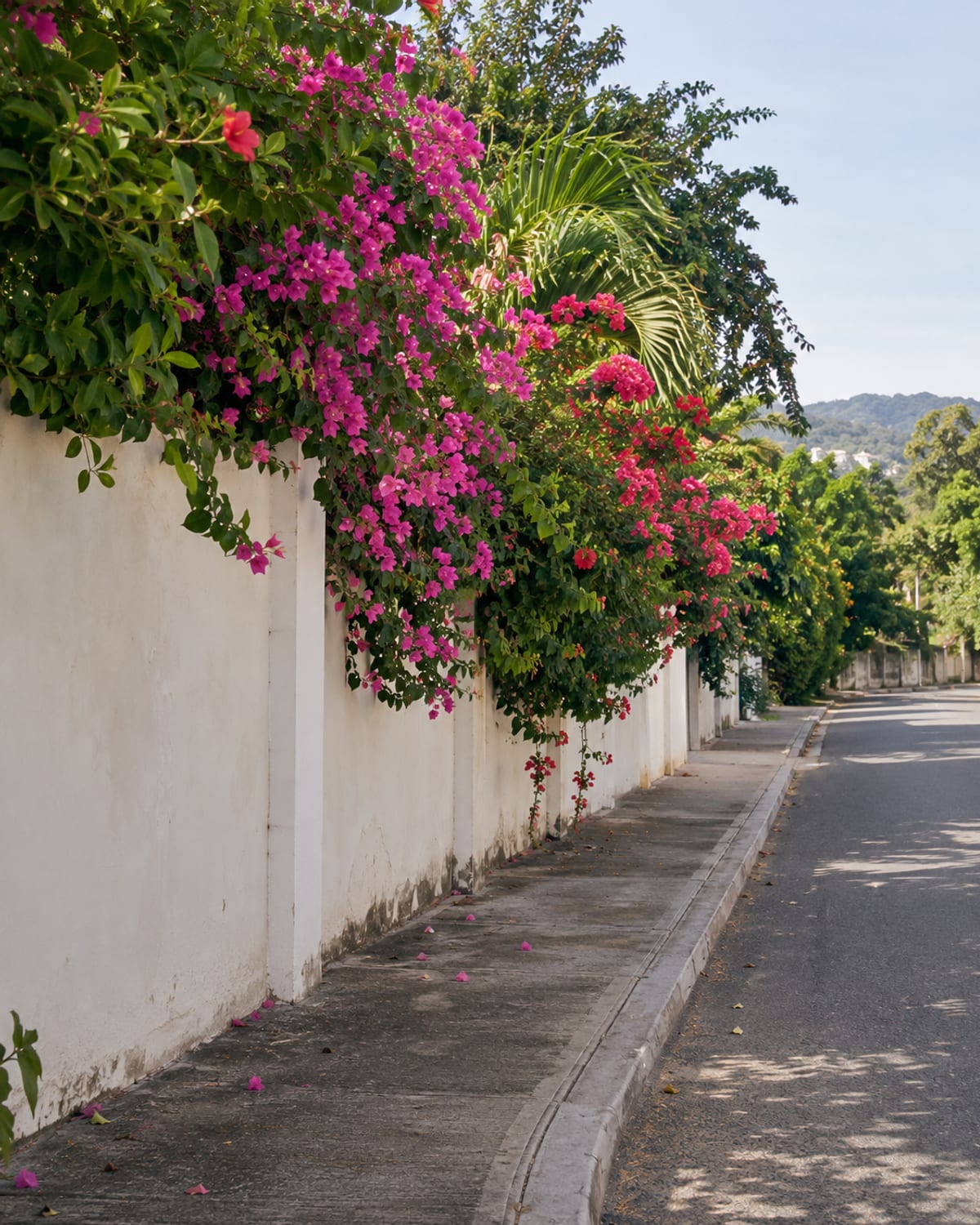 Bougainvillea and hibiscus over a white wall beside a quiet road