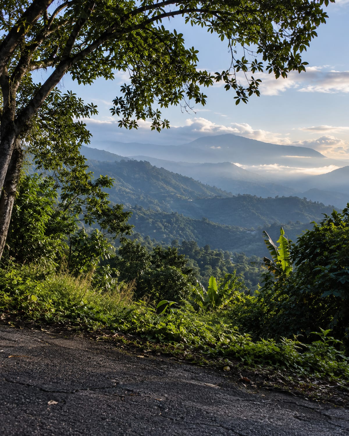 Layered blue mountain ridges seen from a hillside road