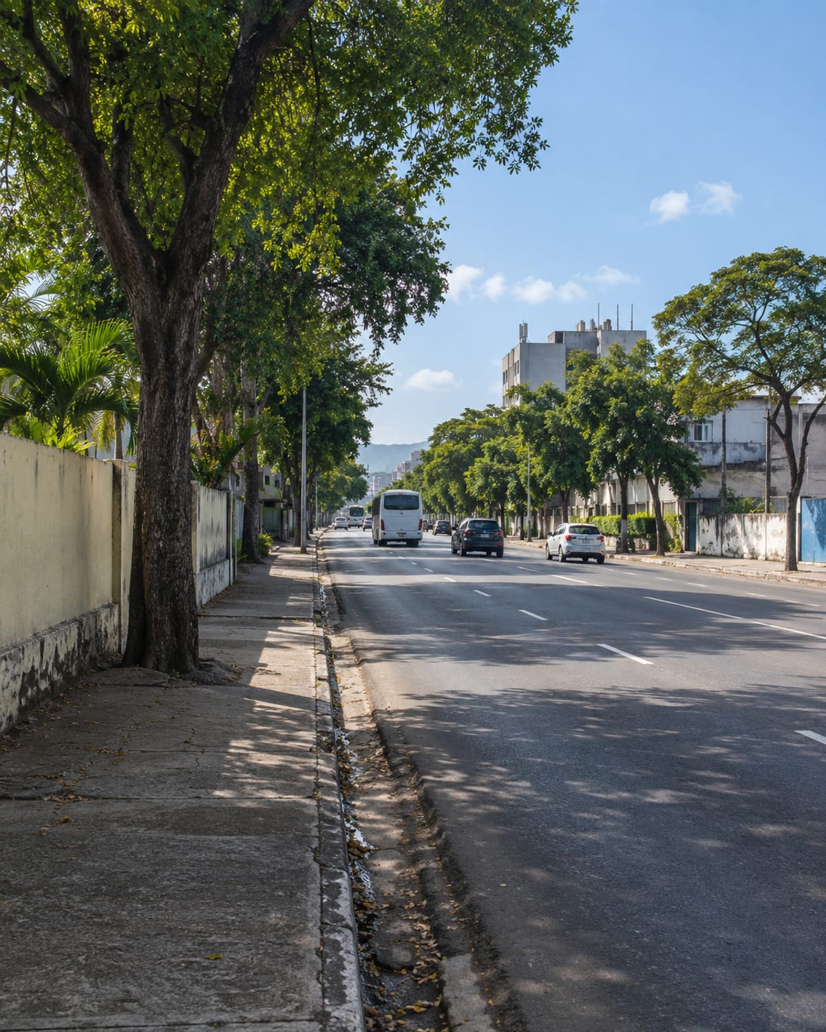 A city avenue with distant buses and cars under shade trees