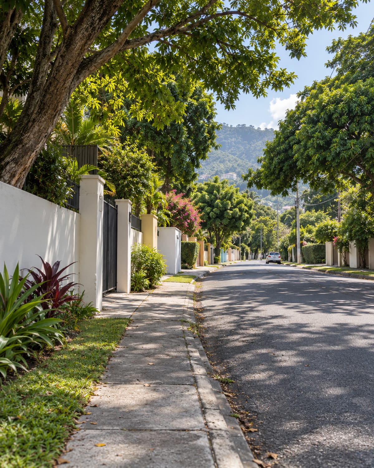 A quiet tree-lined residential street in the morning
